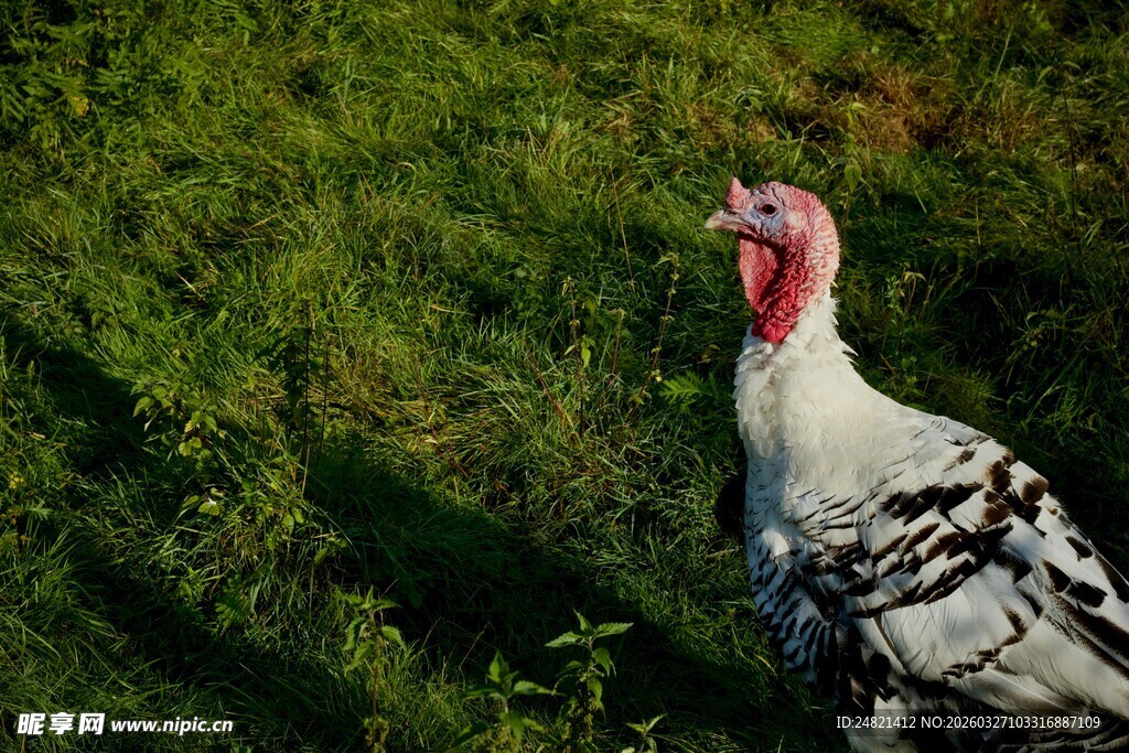 草地上的火鸡
