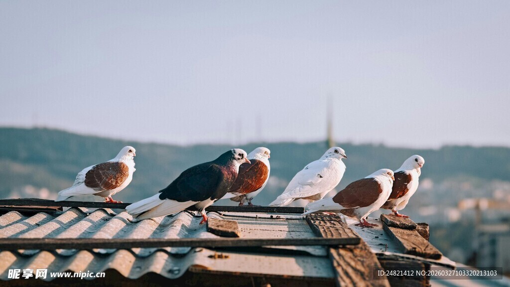 屋顶上的多彩鸽子