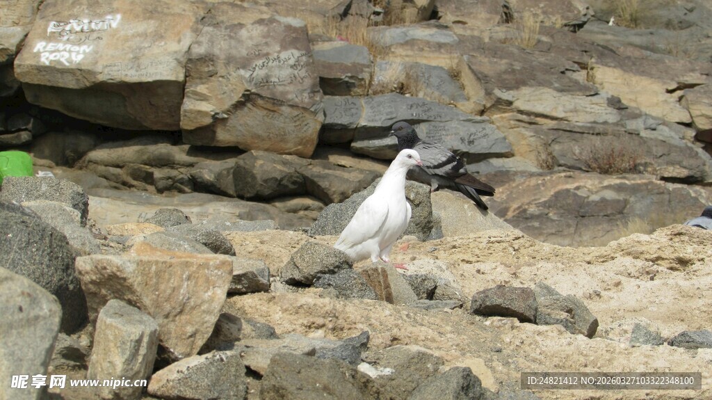 岩石上的白色小鸟