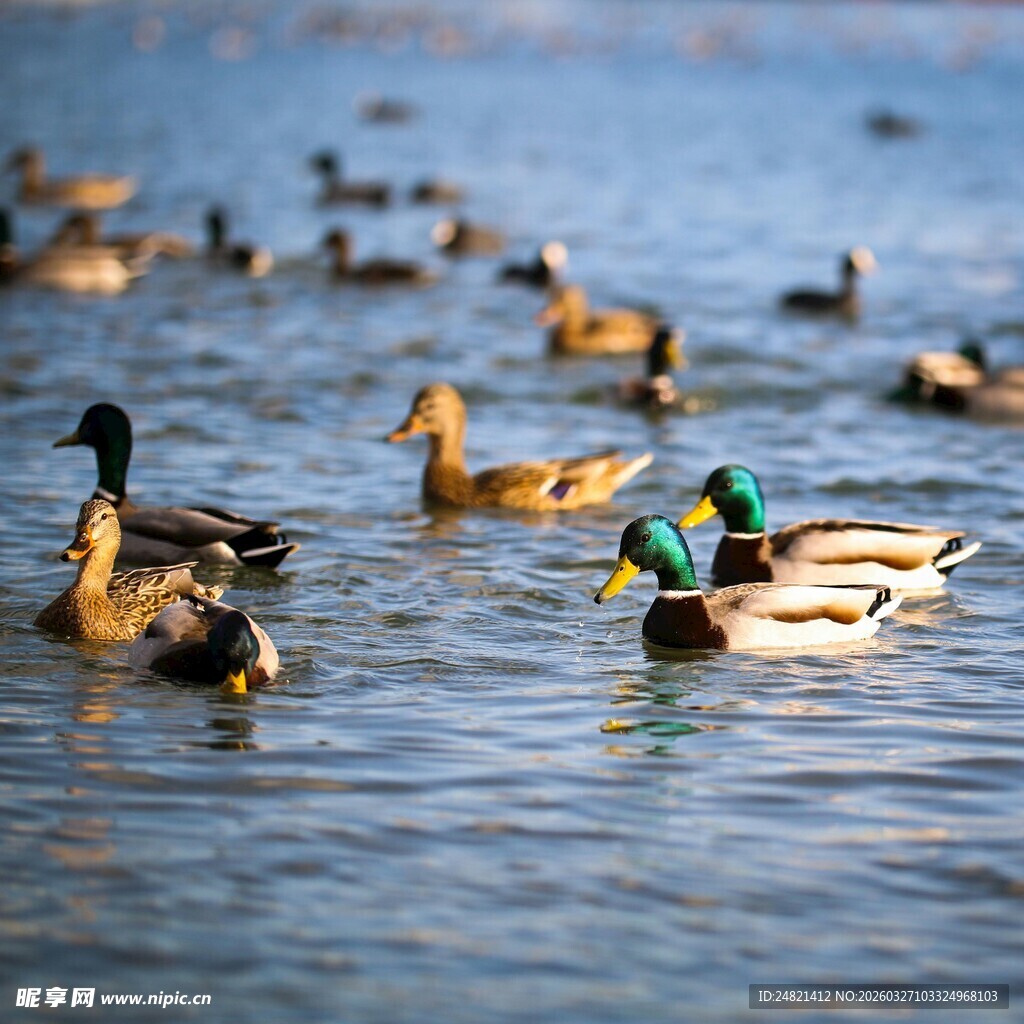 湖面上嬉戏的多彩野鸭
