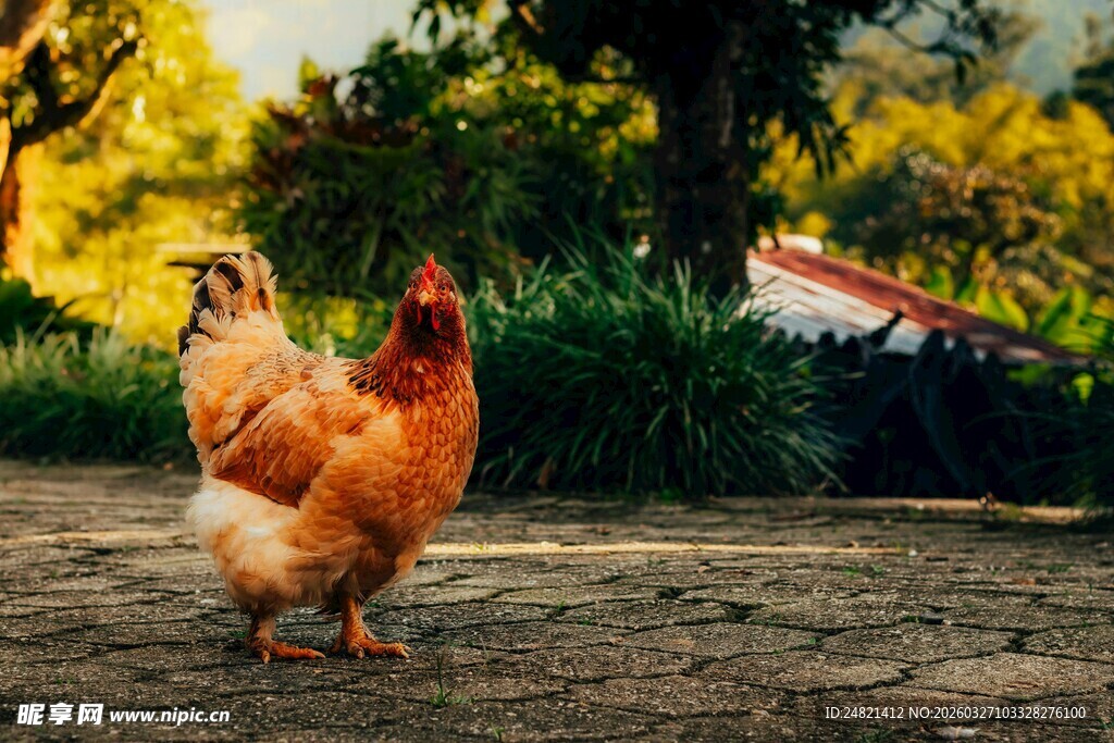 阳光下漫步的美丽母鸡