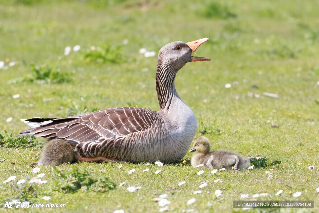 母鹅与幼崽的温馨画面