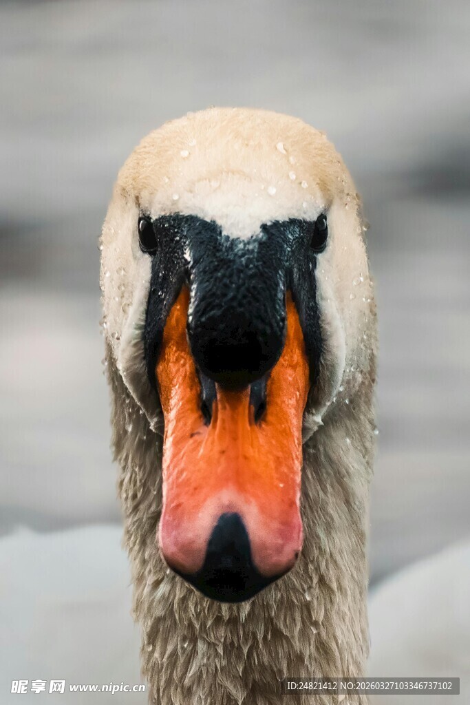 天鹅特写