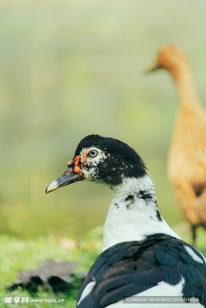 黑白鸭与黄鸭同框画面