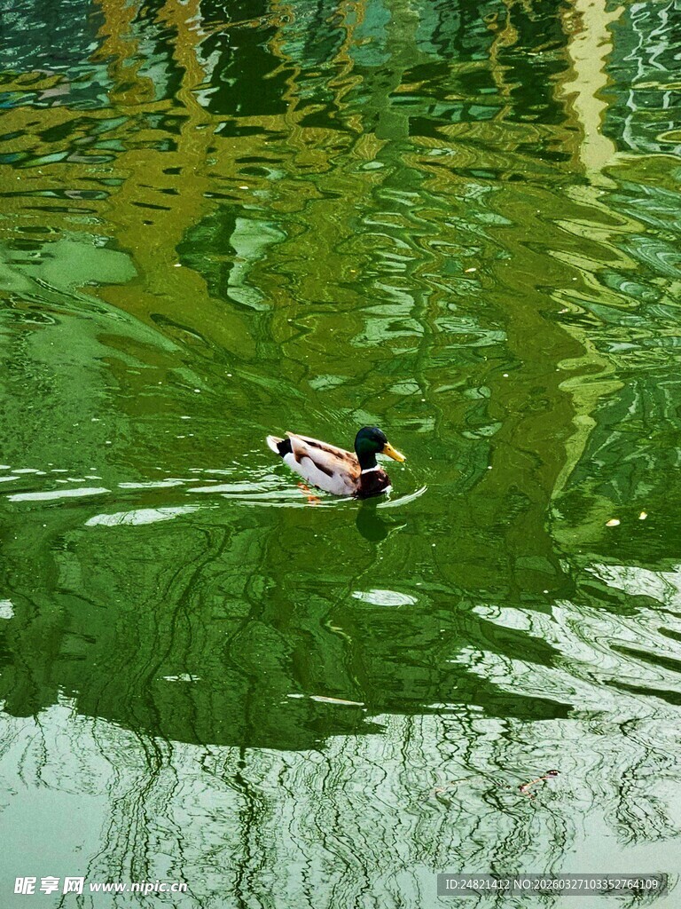 湖中游弋的鸭子