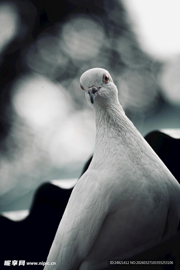 优雅白鸽特写
