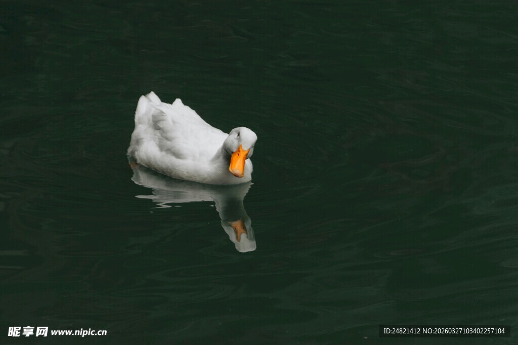 水中白鹅