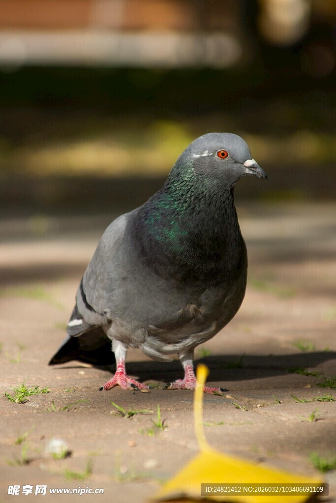 地面上的灰鸽子