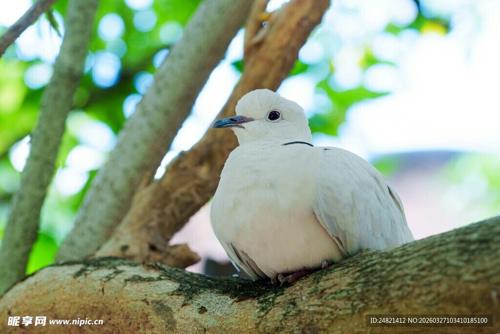 枝头白鸽