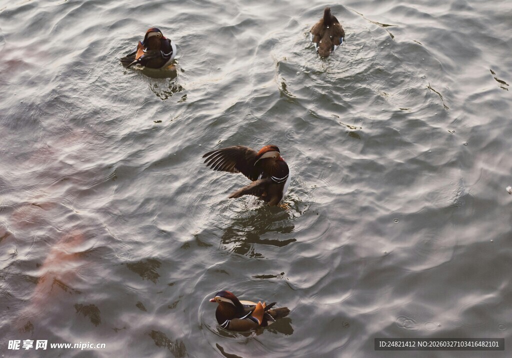 水中嬉戏的几只鸭子