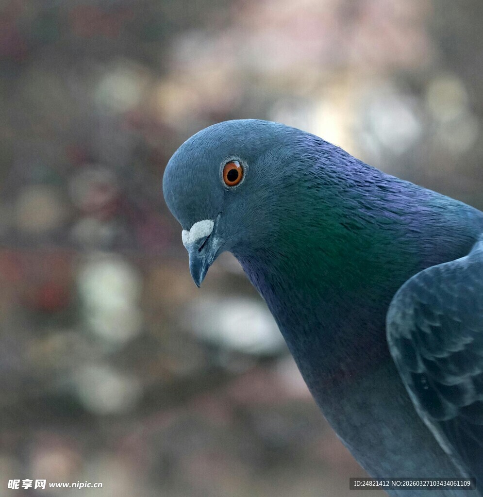 灰羽蓝眼鸽子特写