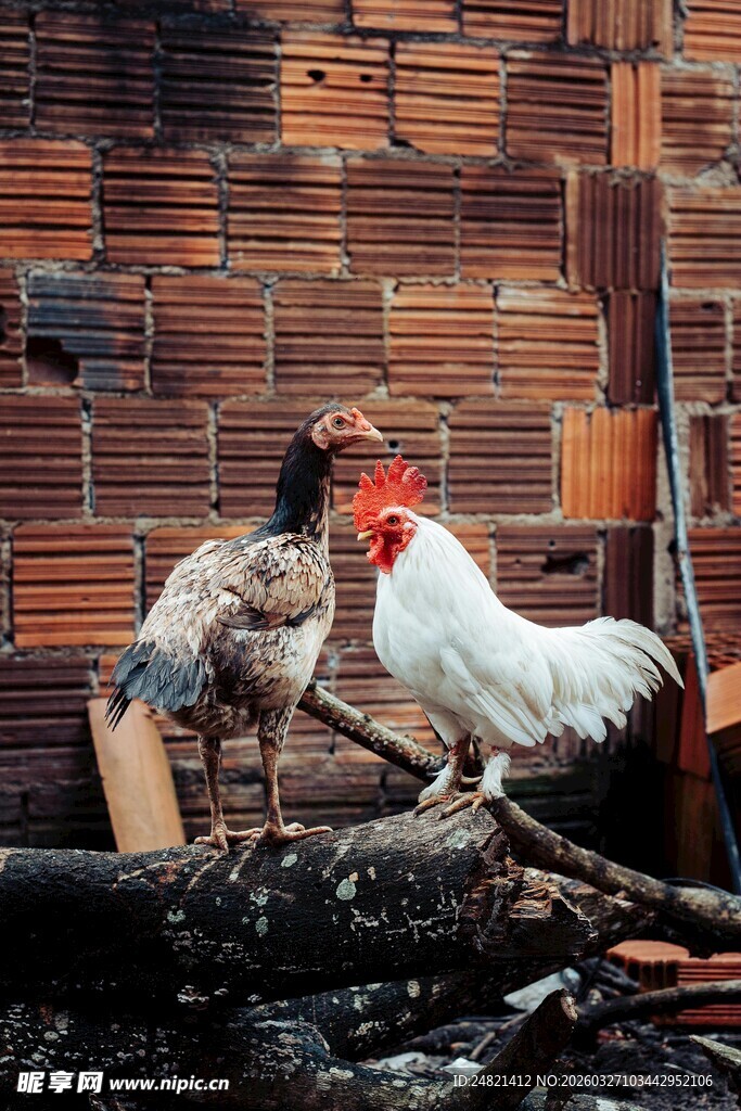 砖瓦房边的公鸡与杂物