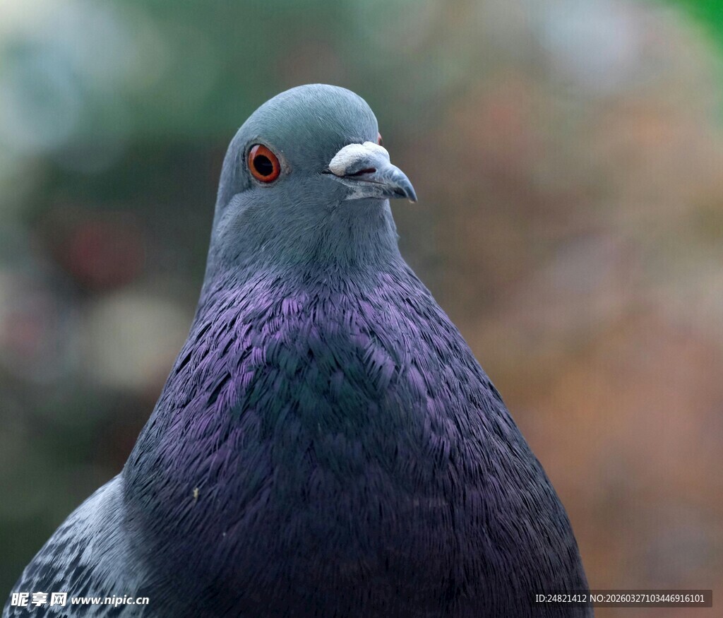灰紫色鸽子特写