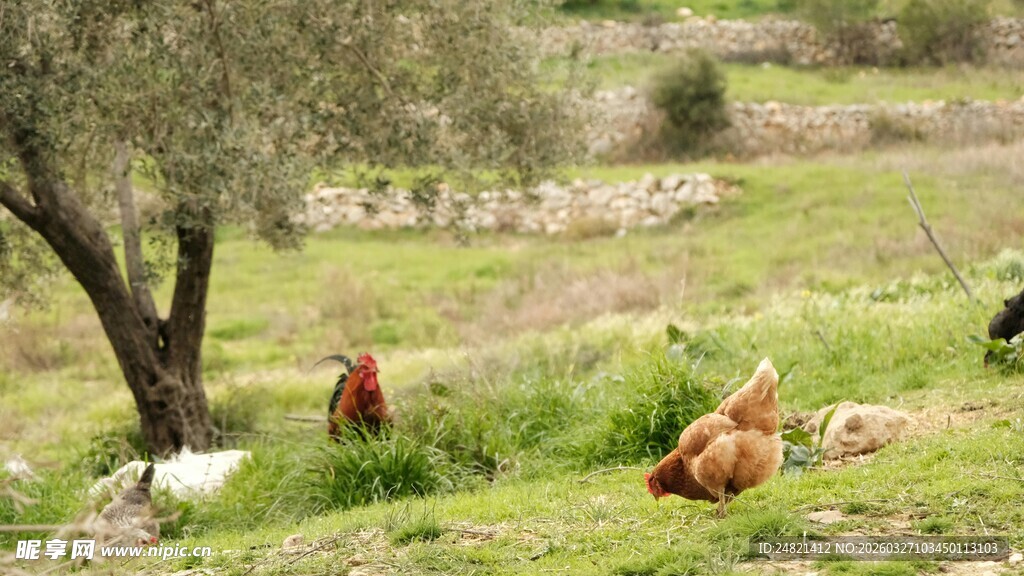田园中悠闲的鸡群