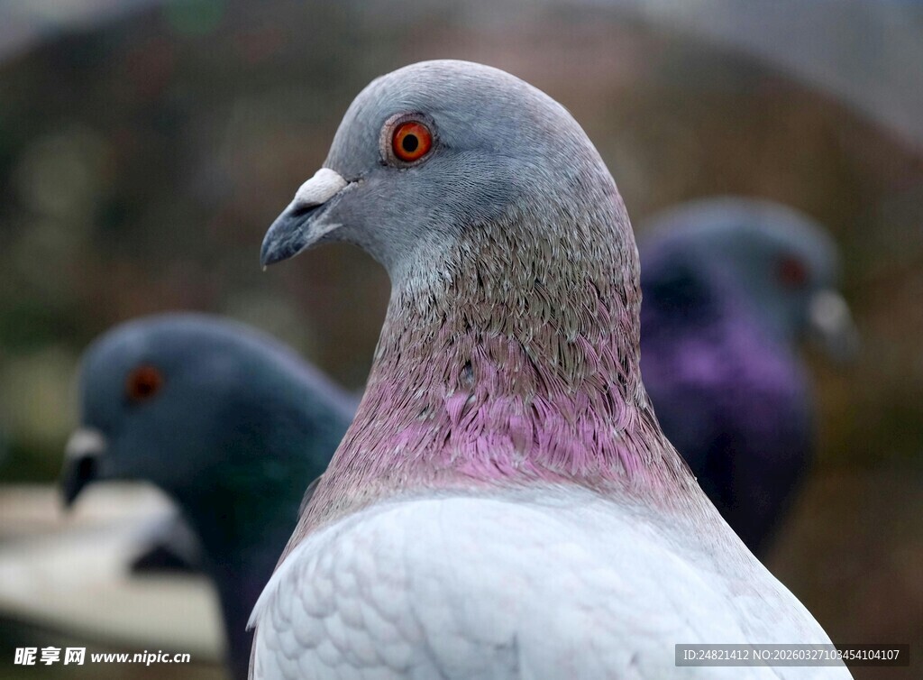 灰白鸽子特写