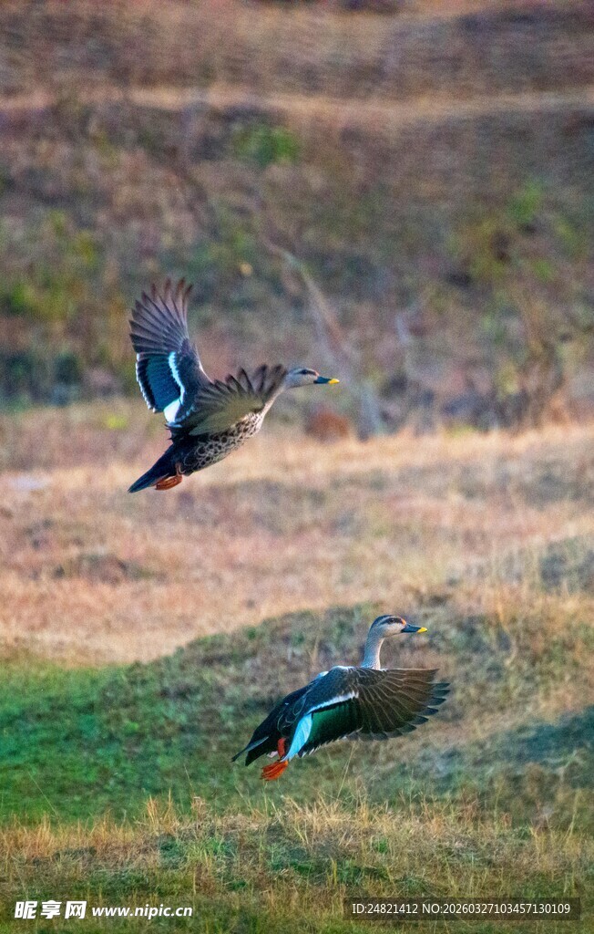 翠鸟于草地之上展翅飞翔