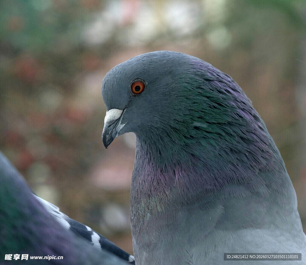 灰鸽特写