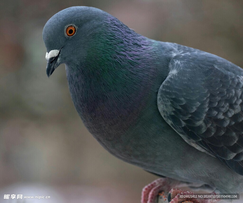 灰羽鸽子特写