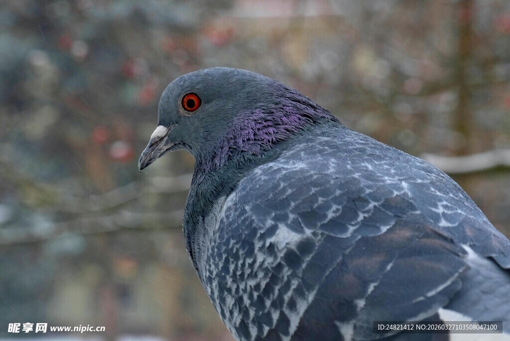 灰羽斑点鸽特写