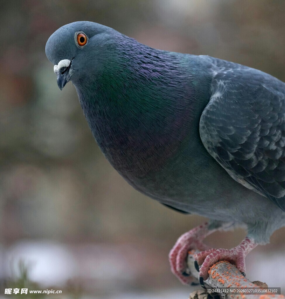 灰鸽特写