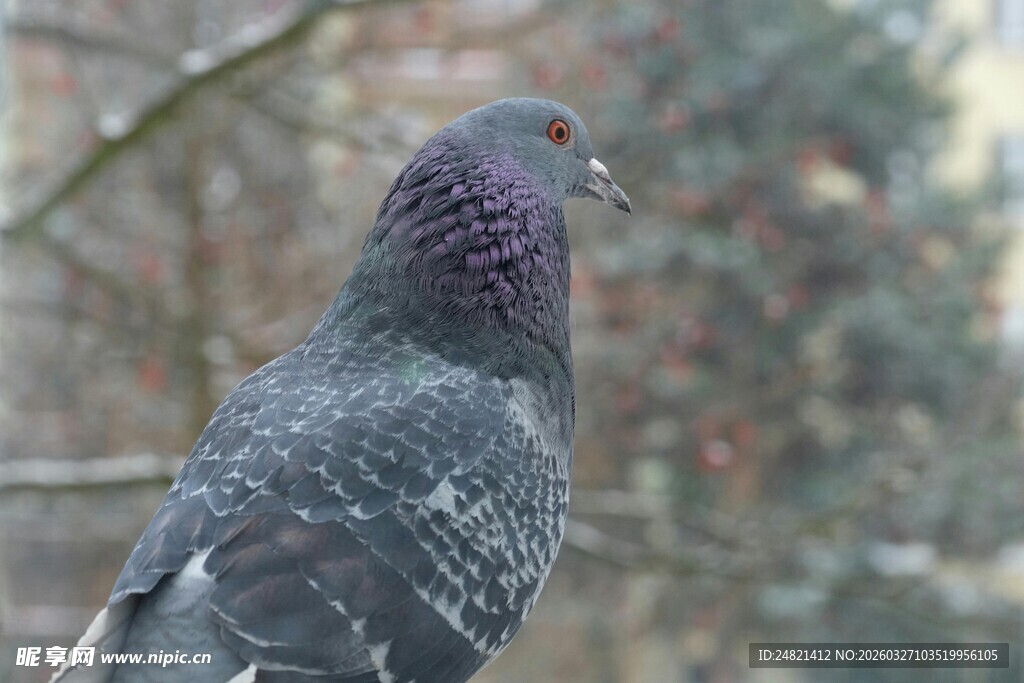 灰紫色羽毛的鸽子