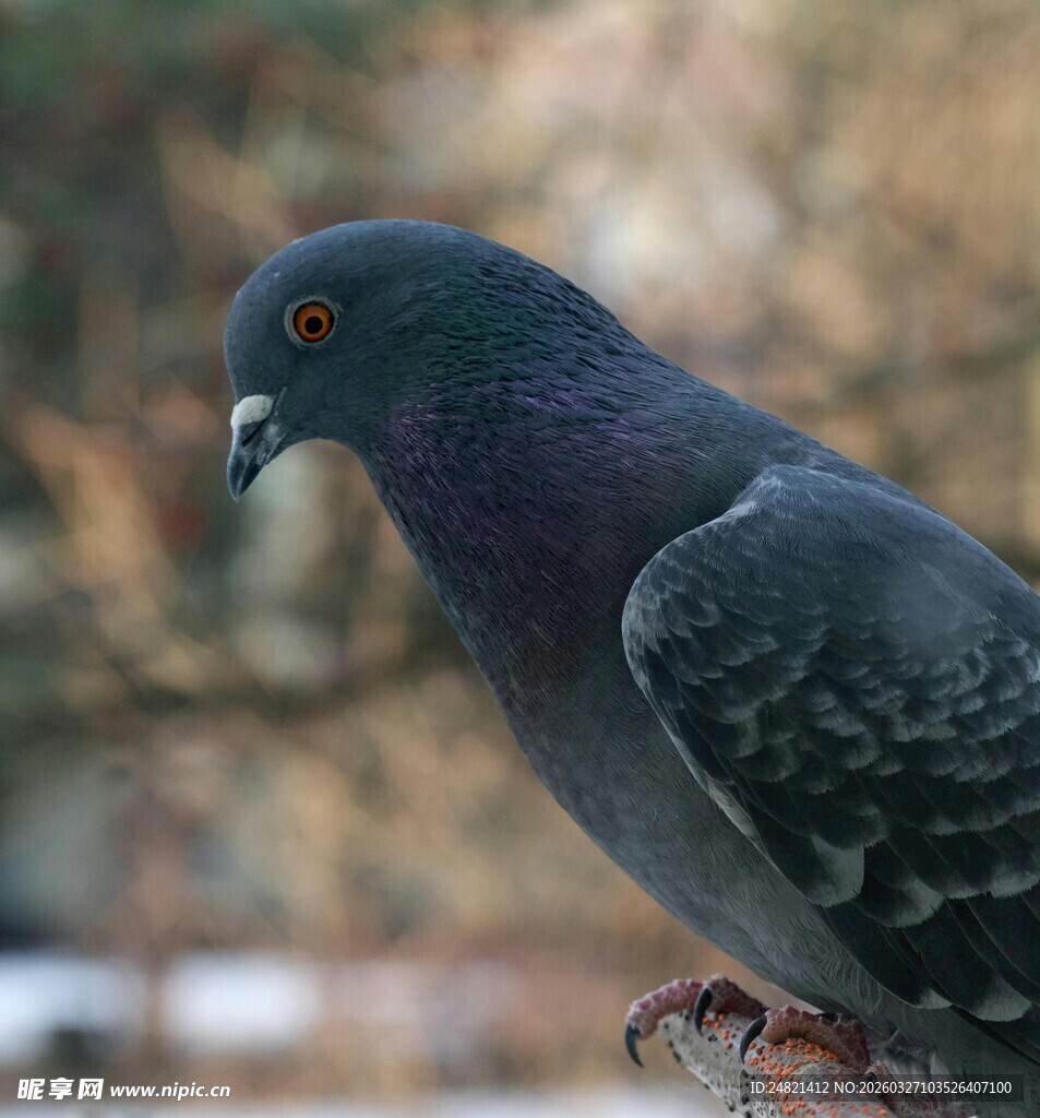 灰鸽特写