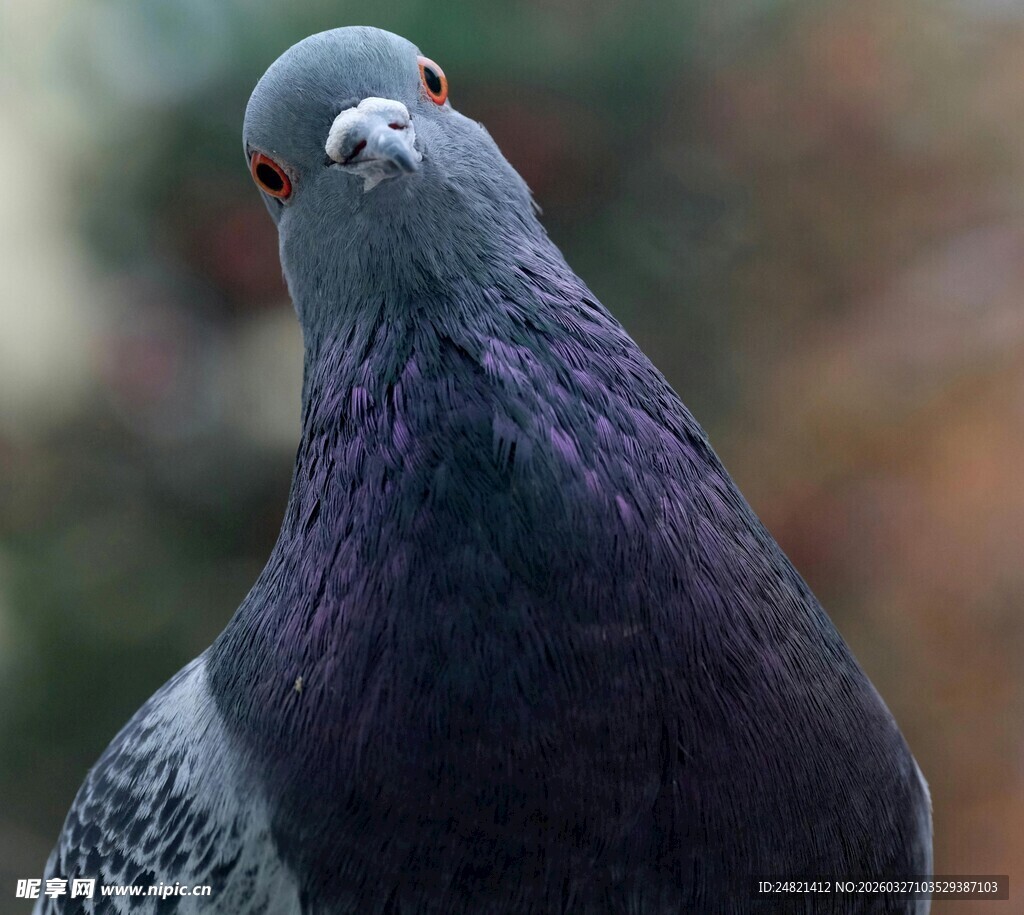 灰羽鸽子特写