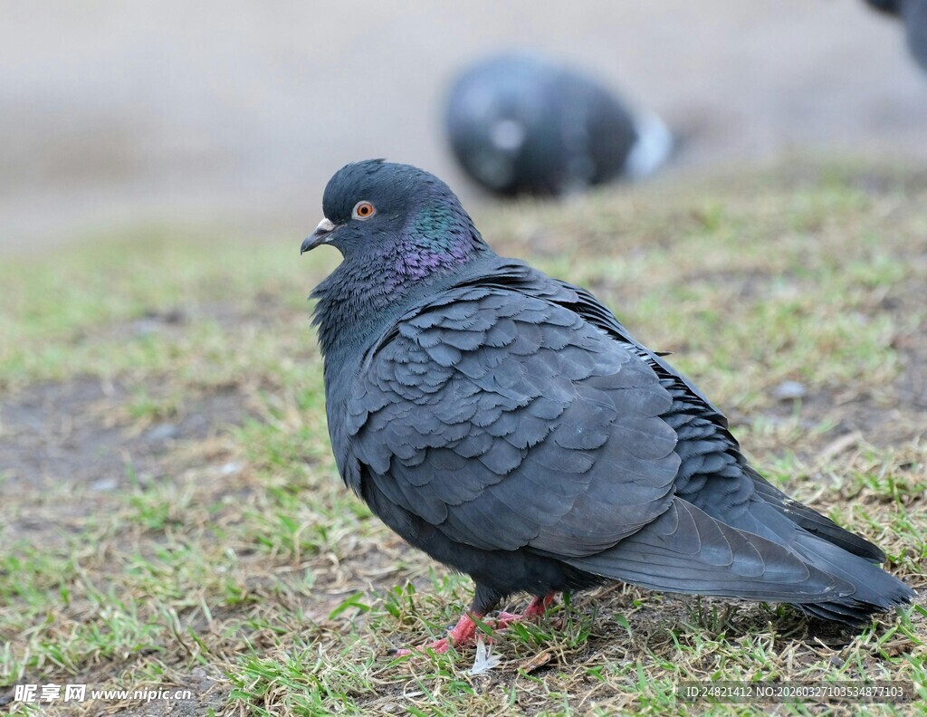 草地旁的黑羽鸽子