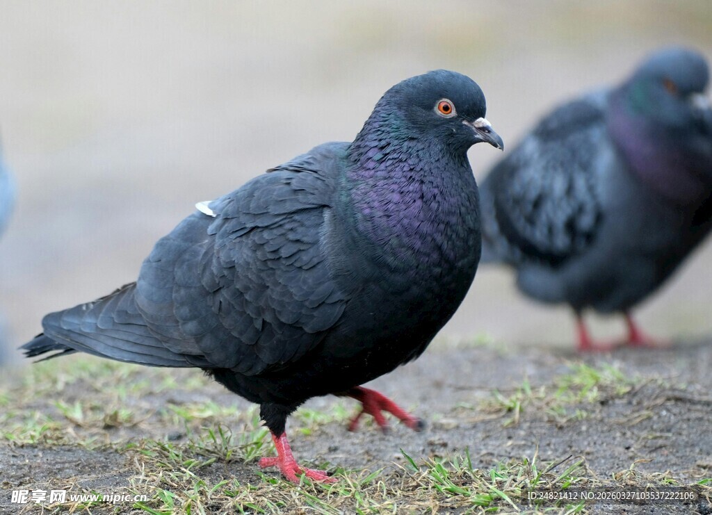 黑羽红爪鸽子站立草地