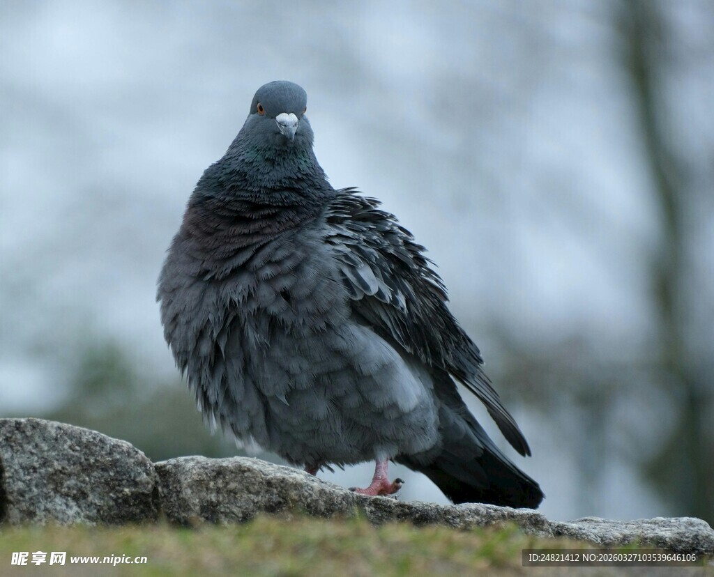 岩石上的灰黑色鸽子