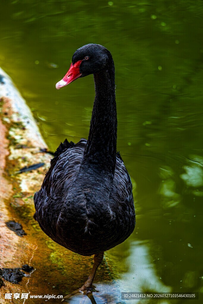 岸边黑天鹅
