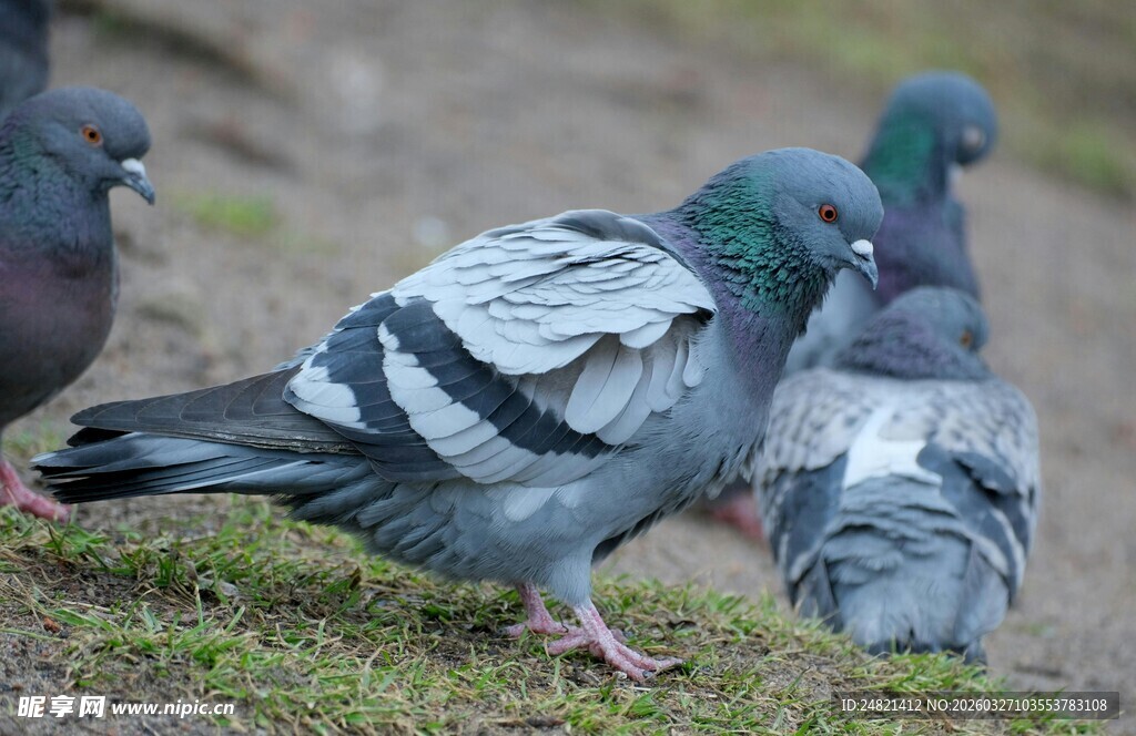 草地上的一群鸽子