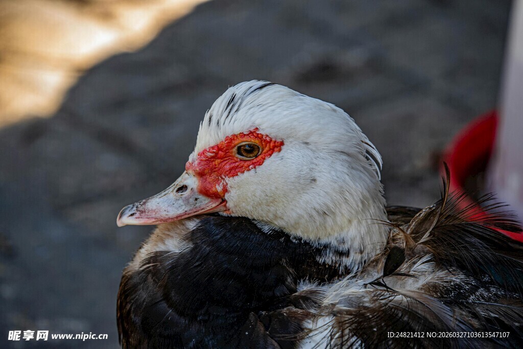 红头白羽鸭特写