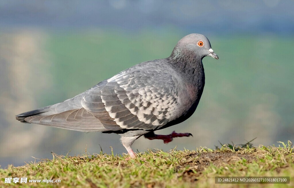灰鸽立于草地