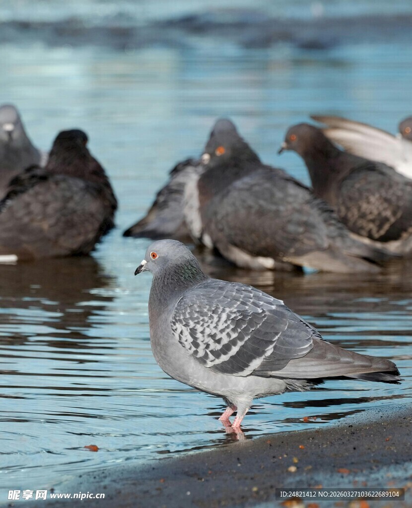 水边群鸽
