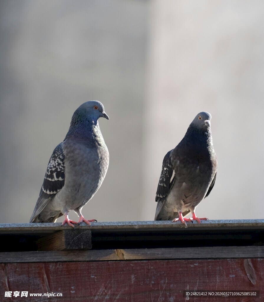 两只鸽子立于栏杆