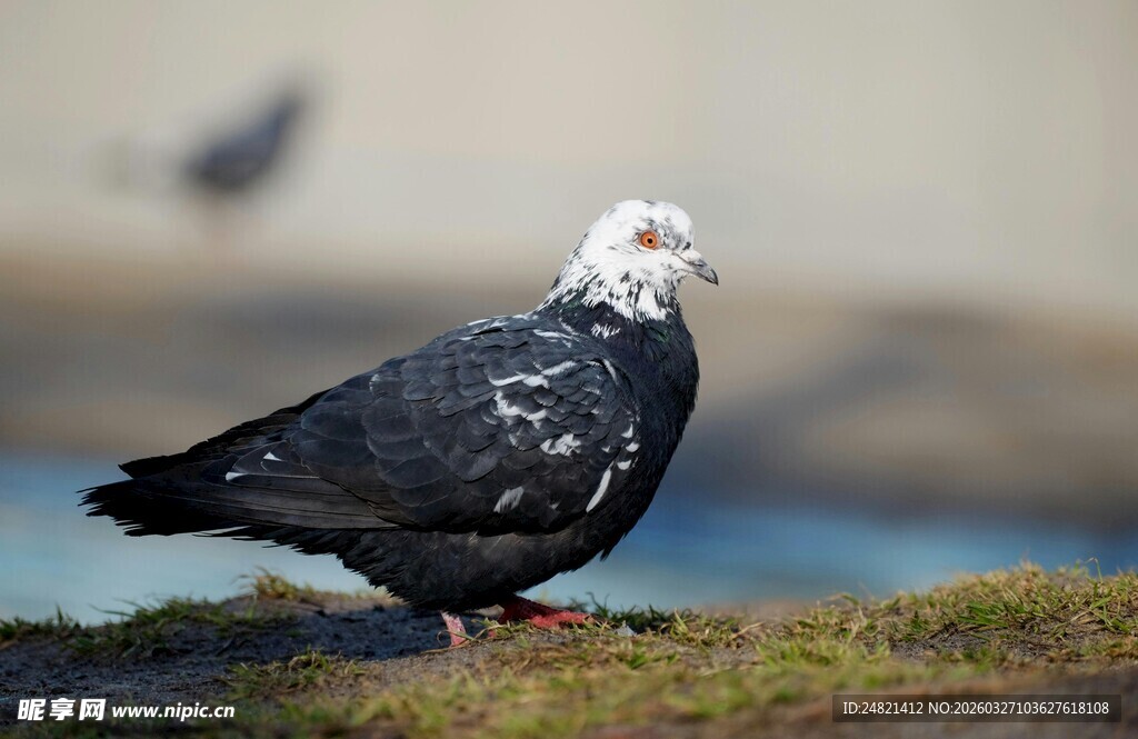 黑羽白鸽立于草地