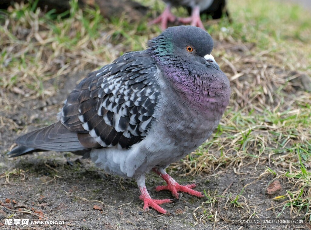灰羽红爪鸽子站立草地