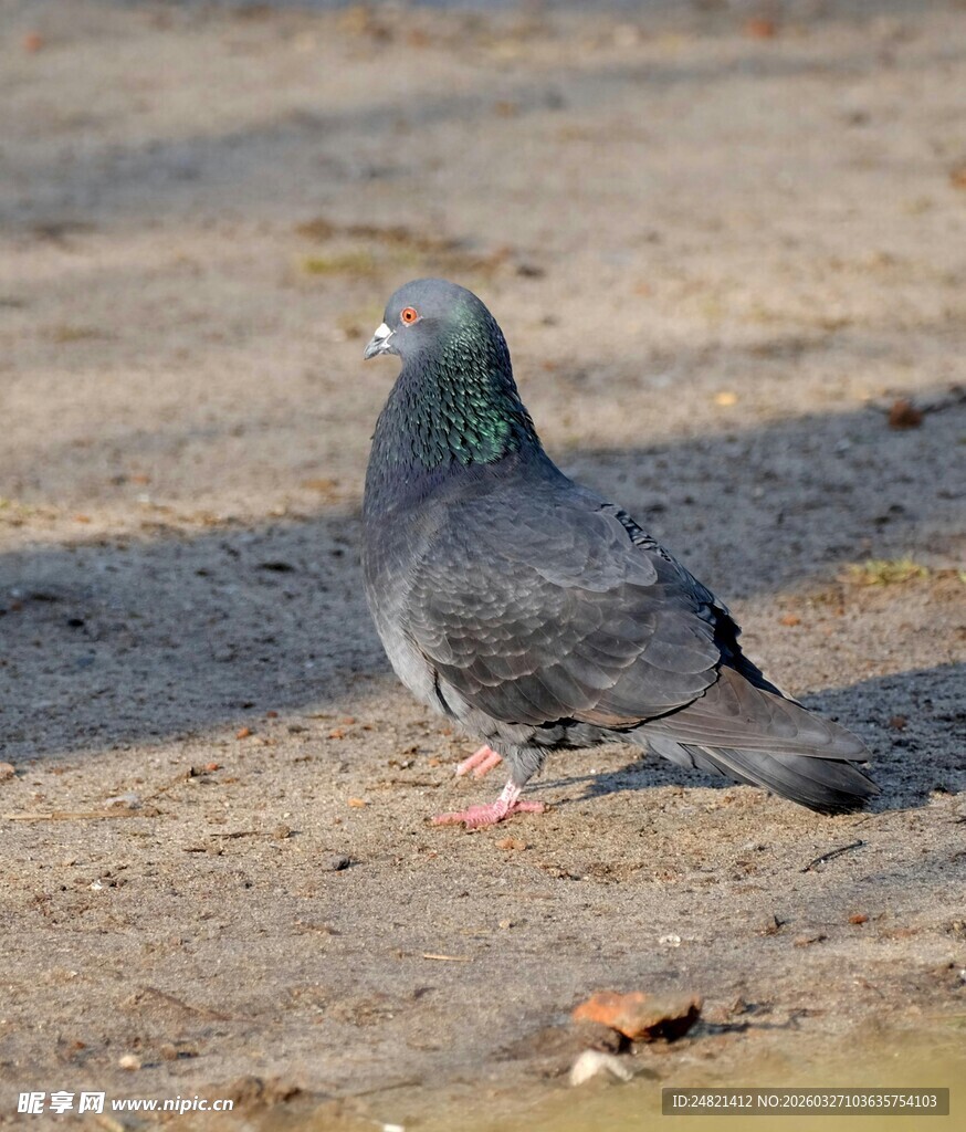 灰鸽立于地面