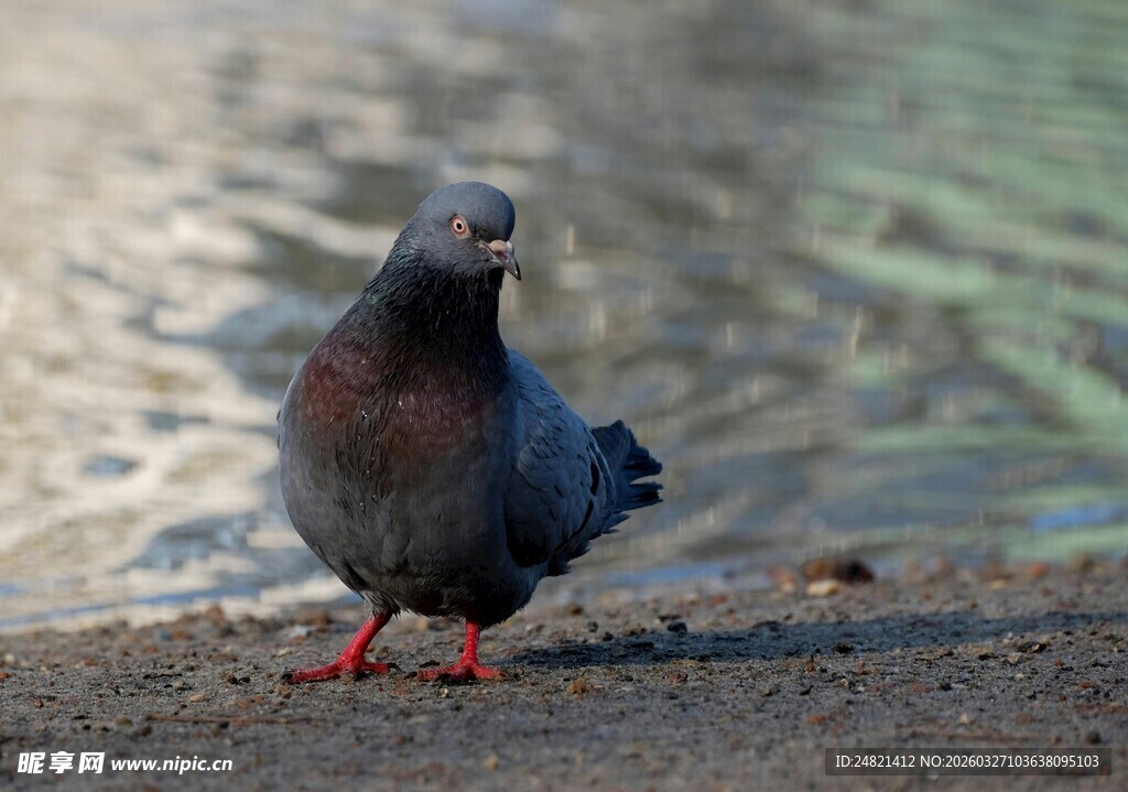 水边红爪鸽子