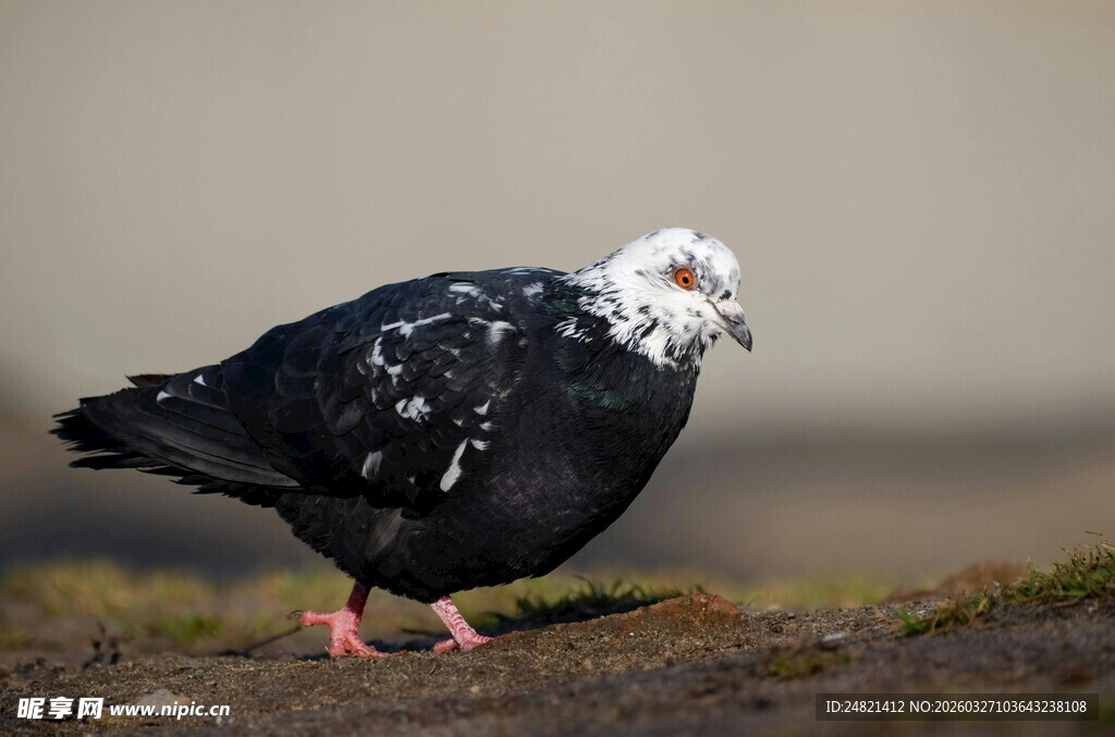 黑白花鸽立于地面