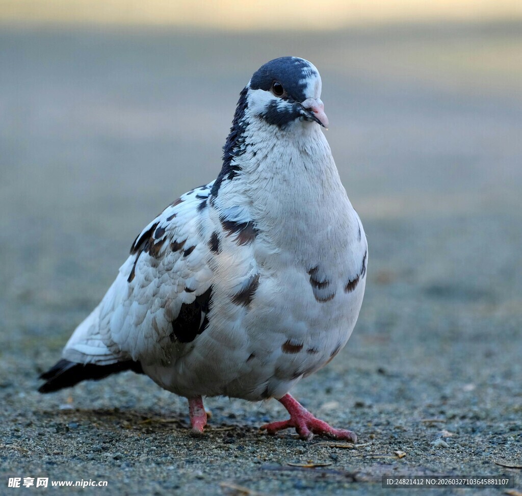 灰白鸽子站立于地面
