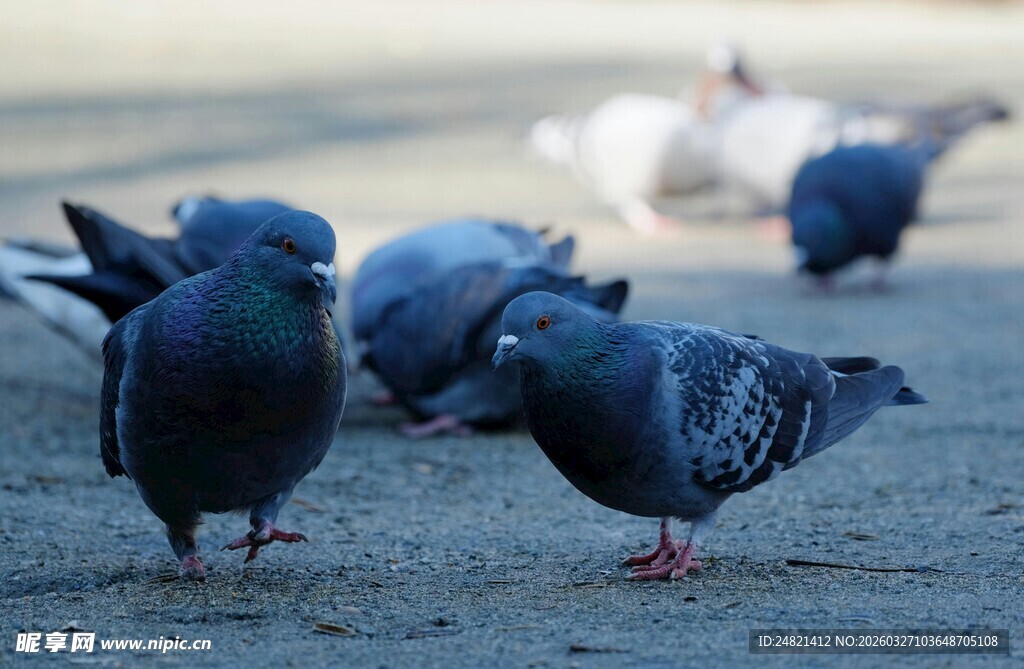 地面上的一群觅食鸽子