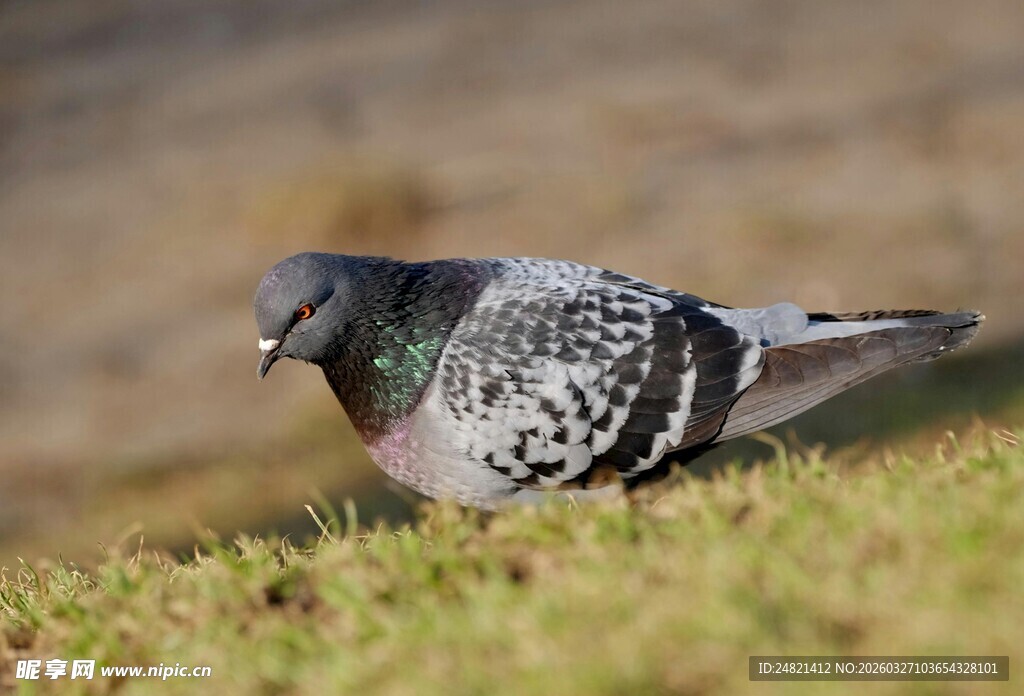 草地上的斑点鸽子