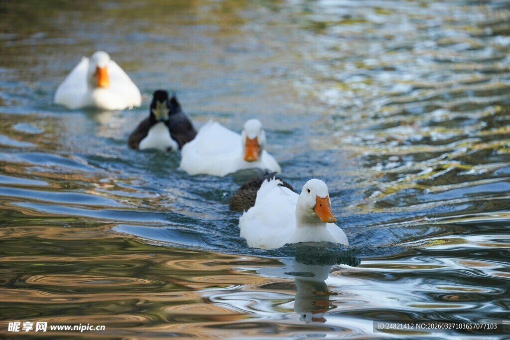 群鸭水中游