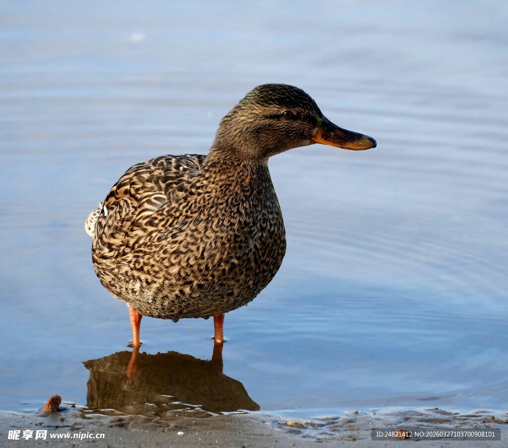 水边站立的斑点野鸭