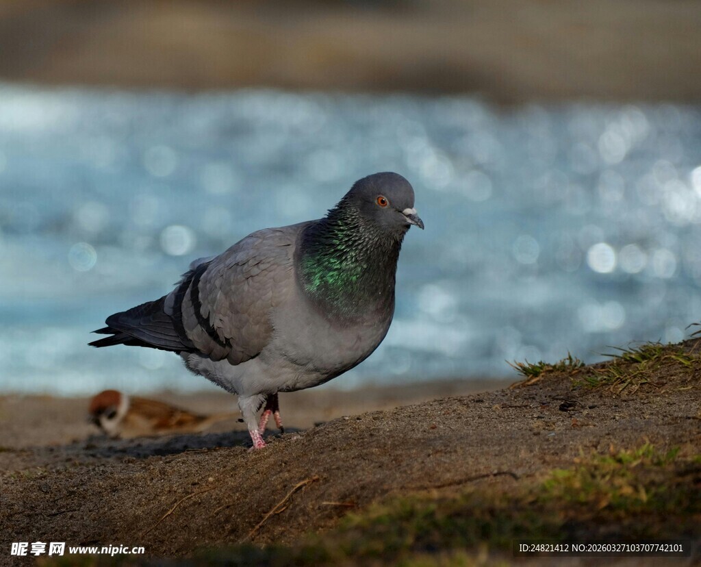 岸边站立的灰鸽子