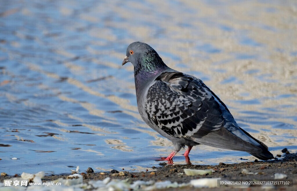 水边站立的灰鸽子