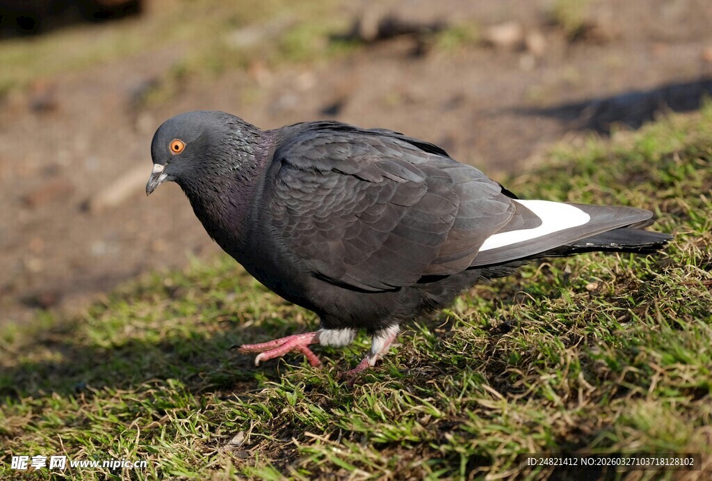 草地上的黑鸽子