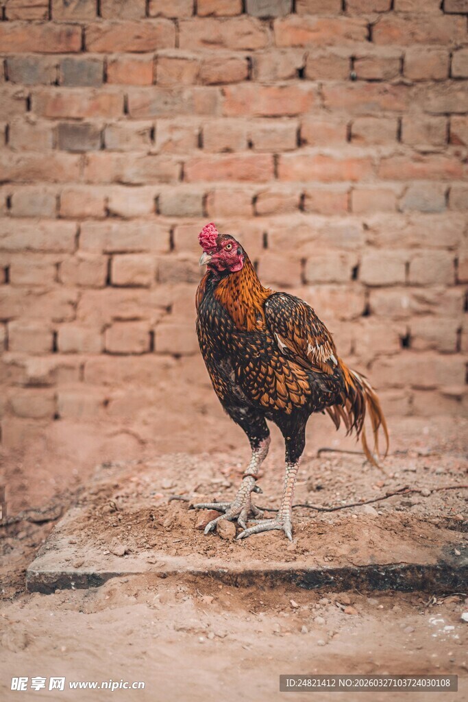 砖墙边的公鸡